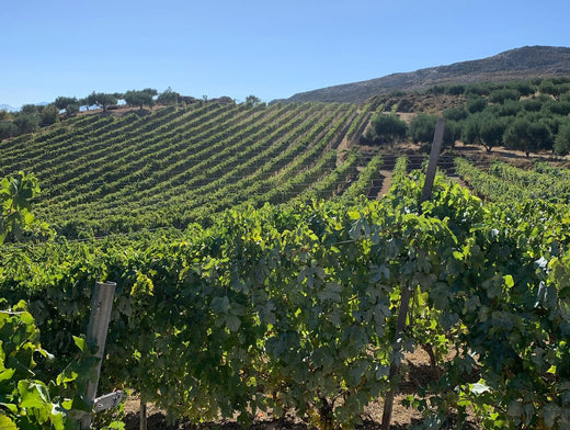 From Crete to Your Glass: The Story Behind Diamantakis Winery