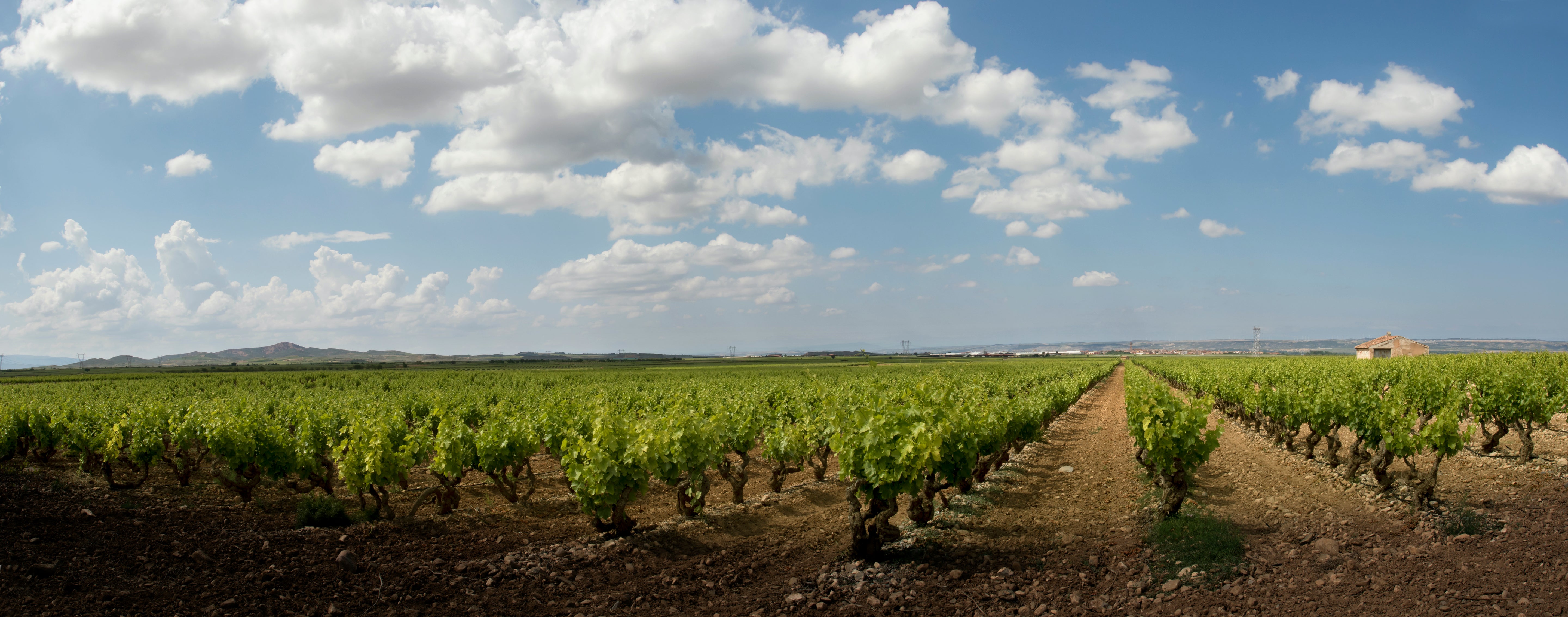 Discovering Rioja: Tradition Meets Innovation